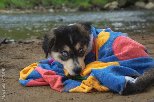 Puppy in Blanket