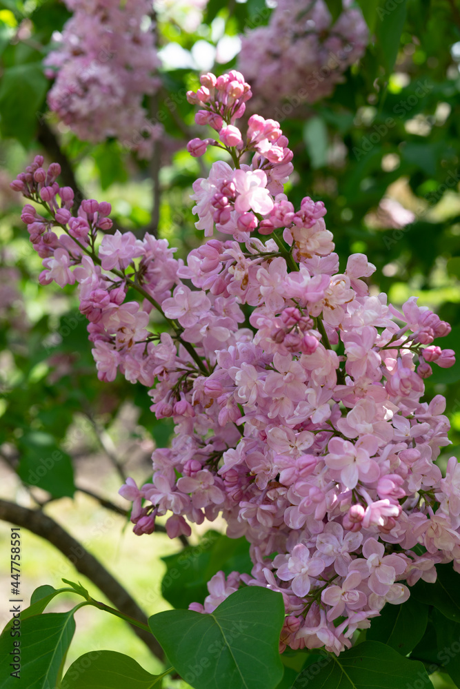 flowering bush pink lilac in botanical garden flowering bush pink lilac in botanical garden