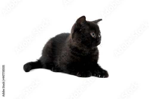 fluffy purebred black kitten lies on an isolated background