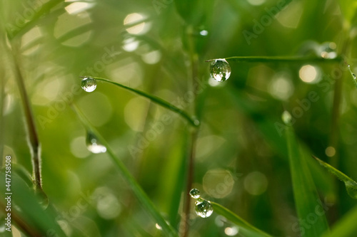 Glitter water droplets on grass leaf tip