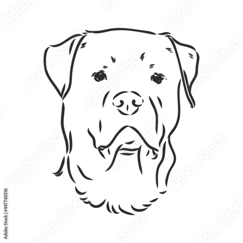 Rottweiler vector hand drawing monochrome illustration isolated on white background