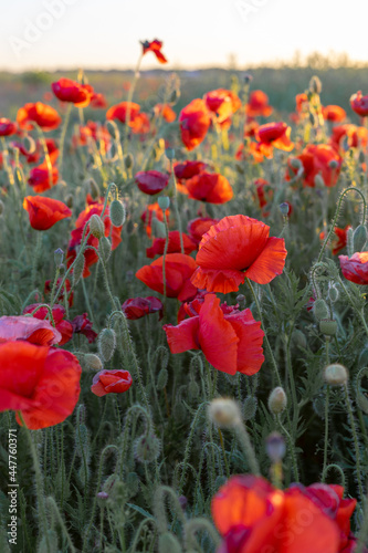 blooming red poppies in a field at sunset in summer