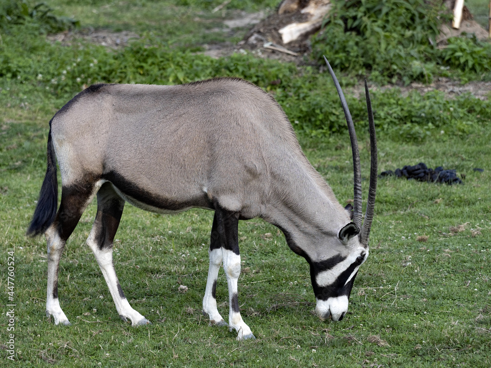 Gemsbok, Oryx Gazella Gazella, graze on green grass Gemsbok, Oryx Gazella Gazella, graze on green grass