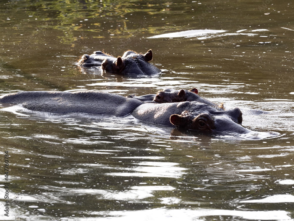 Fototapeta premium Hippopotamus, hippopotamus amphibius, resting in water