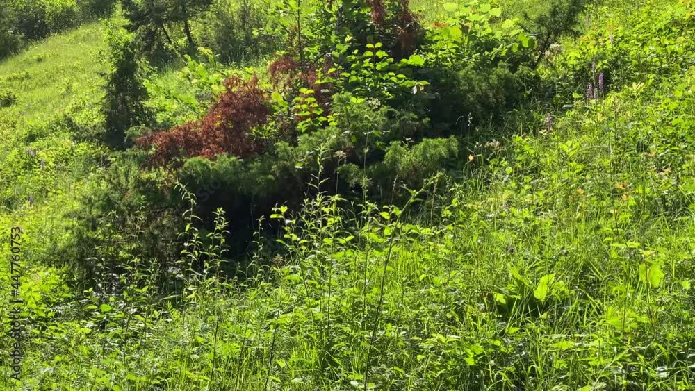 Der Blick schweift über eine grüne Bergwiese, über kleine Büsche und Bäume. Ein schöner Sommertag.