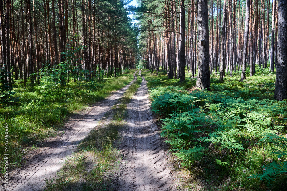 Sandy road in a pine forest in summer Sandy road in a pine forest in summer