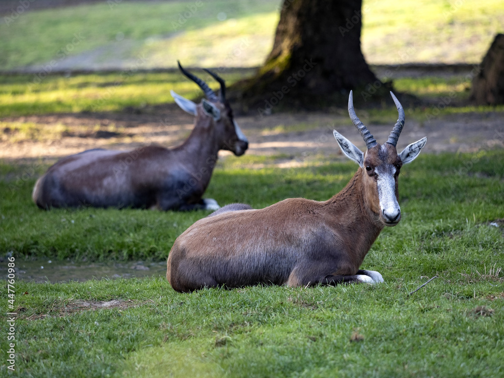Two blessbok, Damaliscus Pygargus Phillips, lying on the grass and rest Two blessbok, Damaliscus Pygargus Phillips, lying on the grass and rest