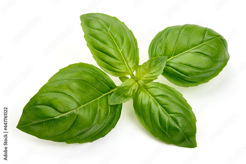 Fototapeta premium Fresh basil leaves, isolated on white background. High resolution image.