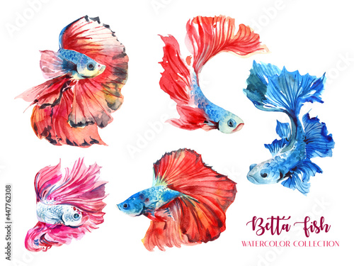 5 red and blue betta fish watercolor collection.