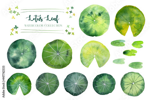 Lotus leaf and duckweed watercolor collection. 