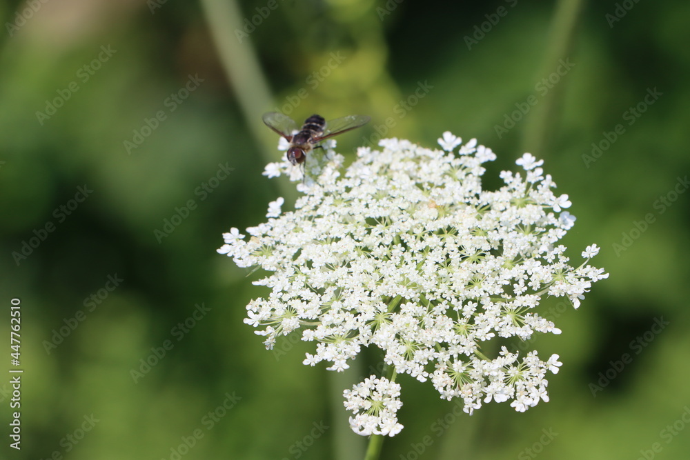 bug on a flower bug on a flower