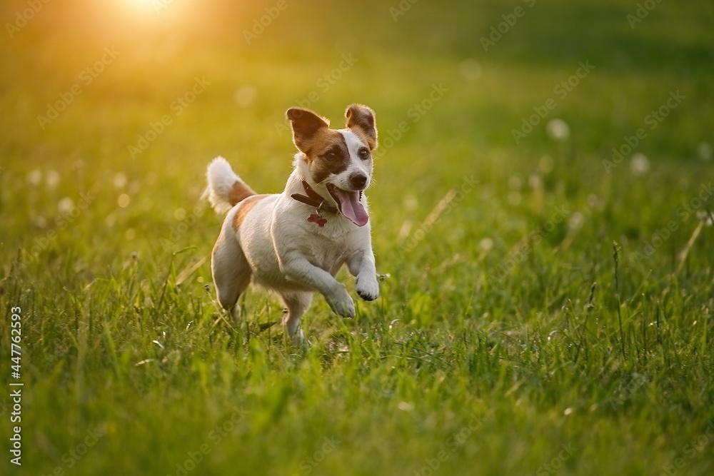 Playful jack russell terrier pet dog running in the grass Playful jack russell terrier pet dog running in the grass
