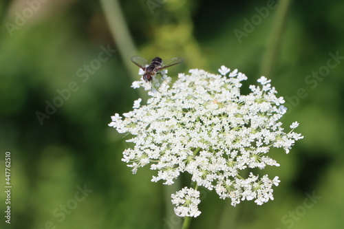 bug on a flower © Arun
