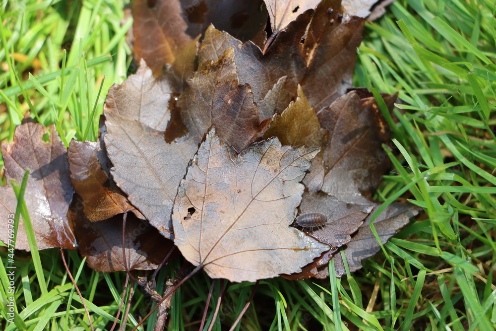 autumn leaves on the grass