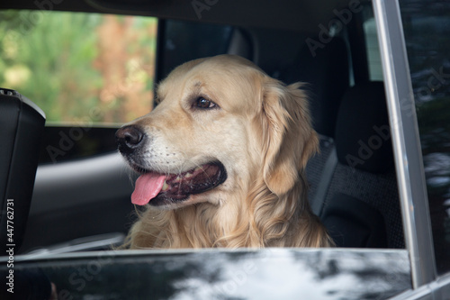 The dog is in the car.Golden Retriever in the car.