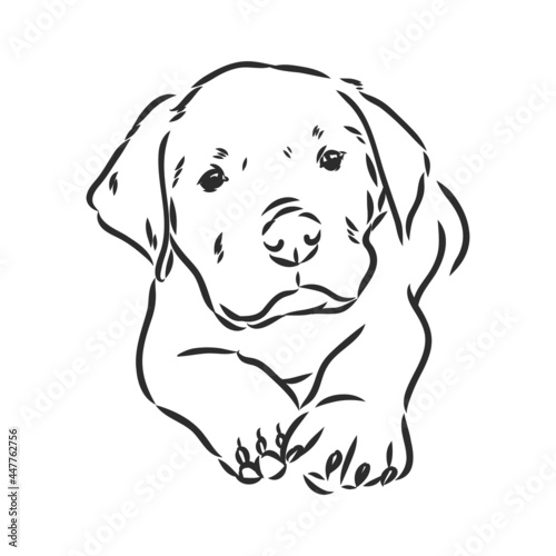 Rottweiler vector hand drawing monochrome illustration isolated on white background