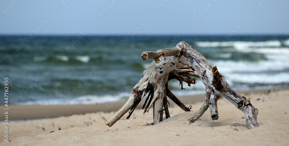 Log on the beach - obrazy, fototapety, plakaty 