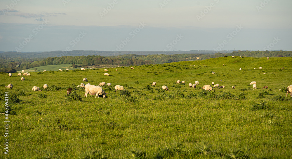 Group of sheep eating grass altogether from a green field