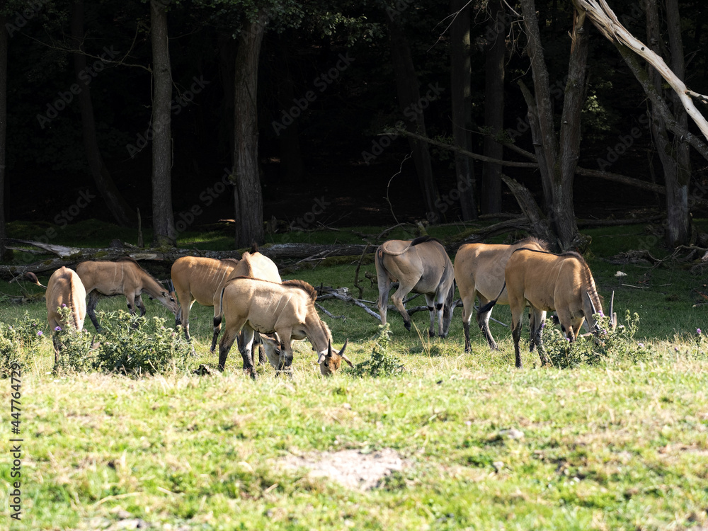 Flock of Eland Taurotragus oryx, grazing on the edge of the forest Flock of Eland Taurotragus oryx, grazing on the edge of the forest