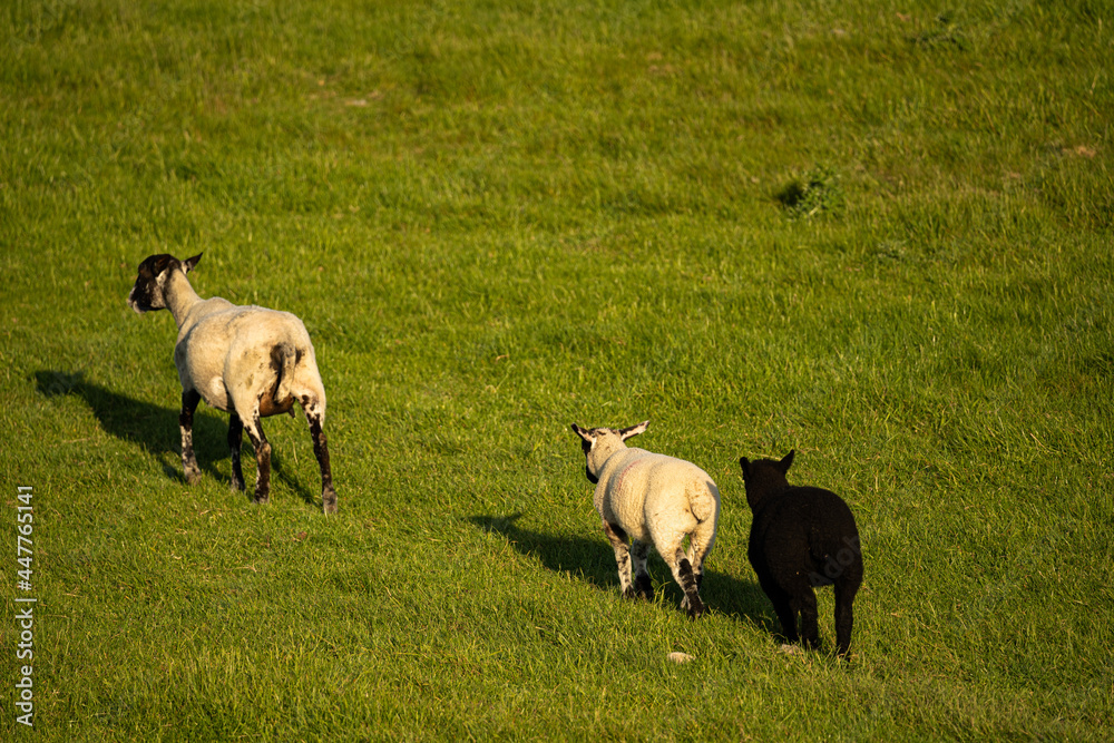 One black sheep and one white sheep following their mother on a field in the north of England One black sheep and one white sheep following their mother on a field in the north of England