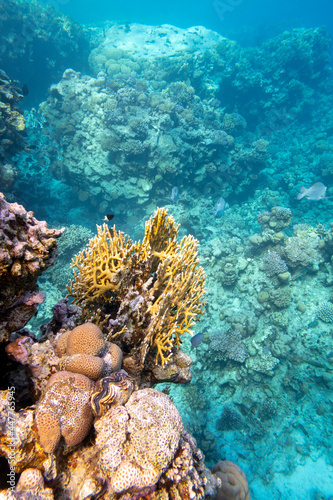 Colorful coral reef at the bottom of tropical sea  hard and soft corals  underwater landscape