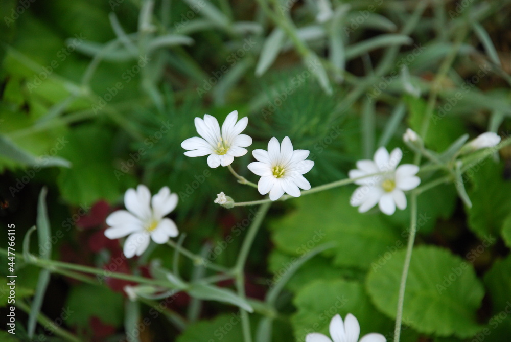 Almond flower or granular saxifrage. Many small white flowers with five petals and a yellow-green heart on a green background of herbs. Almond flower or granular saxifrage. Many small white flowers with five petals and a yellow-green heart on a green background of herbs.