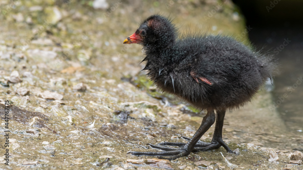 Young Moorhen Standing on the Ground Young Moorhen Standing on the Ground