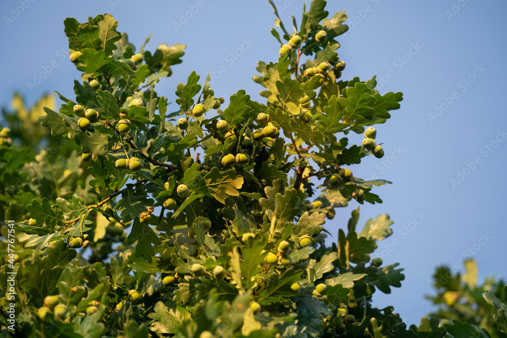 Oak branch with green leaves and acorns against the blue sky. Place for text.