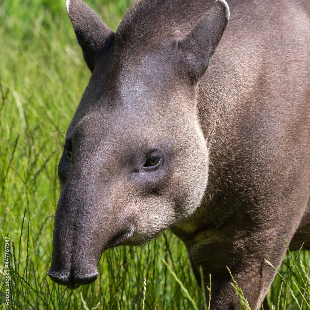 Adult Brazillian Tapir Walking on Grass Adult Brazillian Tapir Walking on Grass