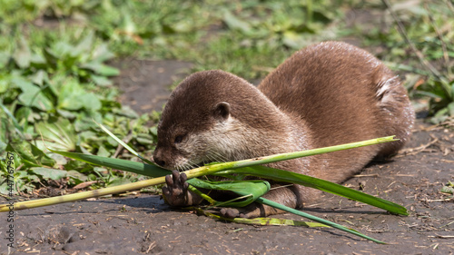 Asian Small-Clawed Otter Collecting Grass