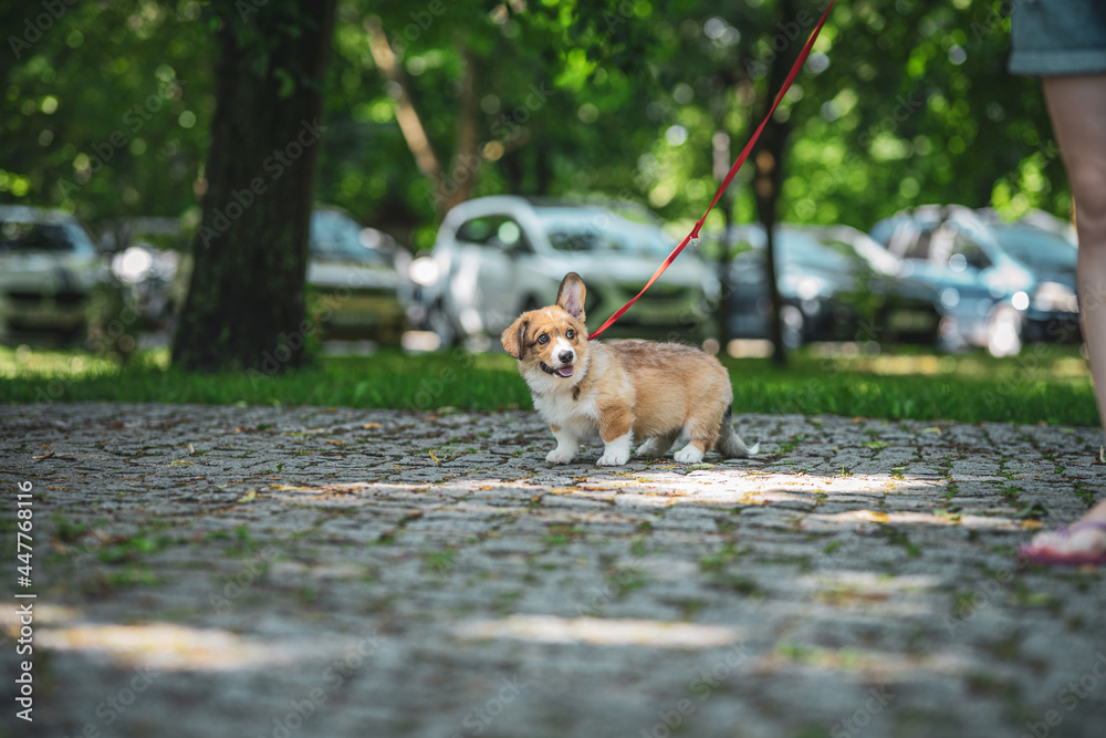 Fototapeta premium sweet and happy corgi puppy