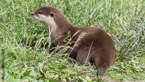 Asian Small-Clawed Otter Playing in Grass