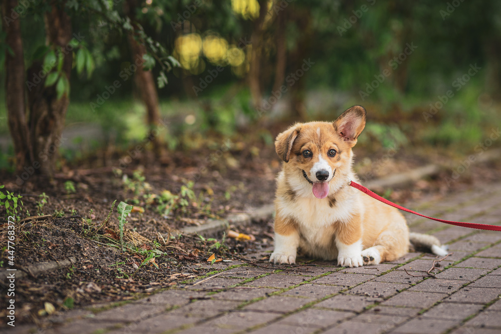 sweet and happy corgi puppy