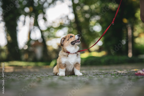 sweet and happy corgi puppy