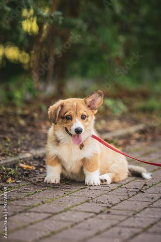 sweet and happy corgi puppy