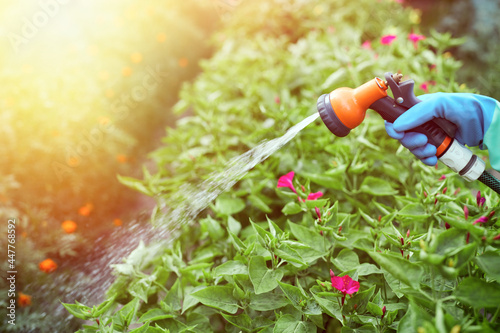 Female hand in protective gloves holding hose sprayer nozzle in hand and watering garden. Irrigation for plants in backyard. © wertinio