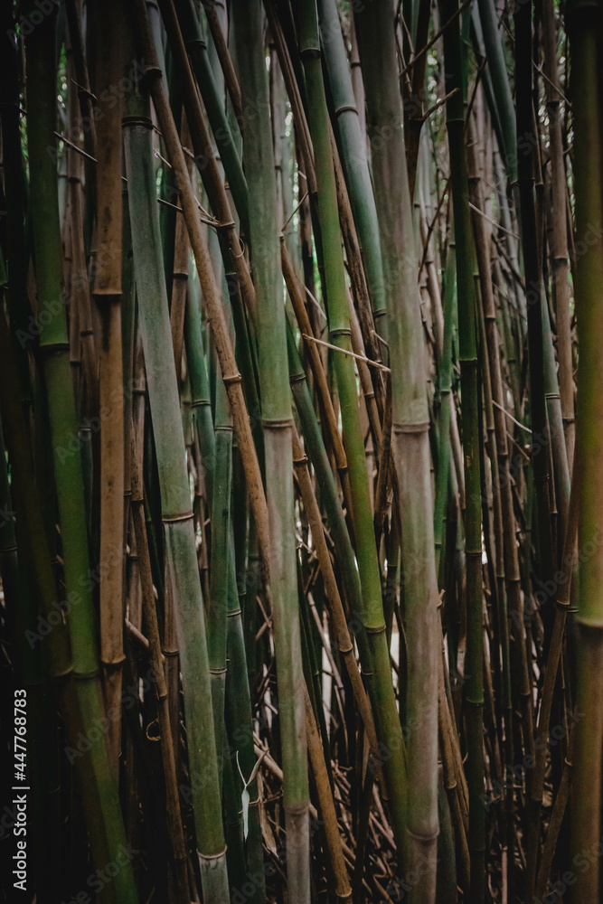 Fototapeta premium Canne di bamboo