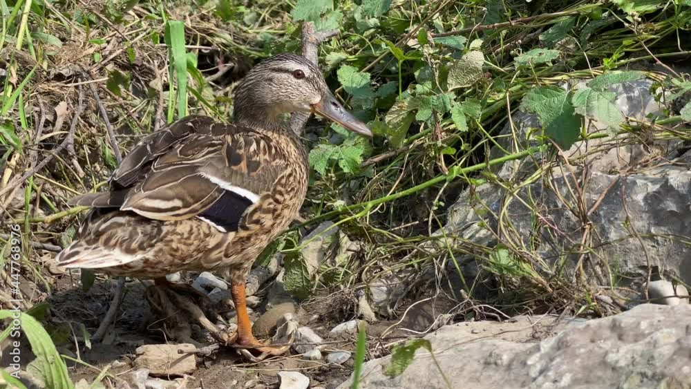 Eine Ente dreht sich auf Wurzeln und Steinen. Nahaufnahme Eine Ente dreht sich auf Wurzeln und Steinen. Nahaufnahme