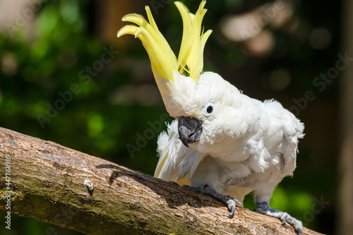 Sulphur-Crested Cockatoo Dancing on a Branch photo