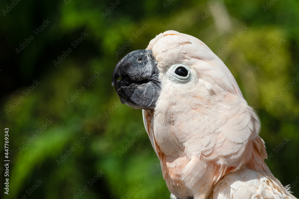 Fototapeta premium Salmon-crested cockatoo Drinking Water