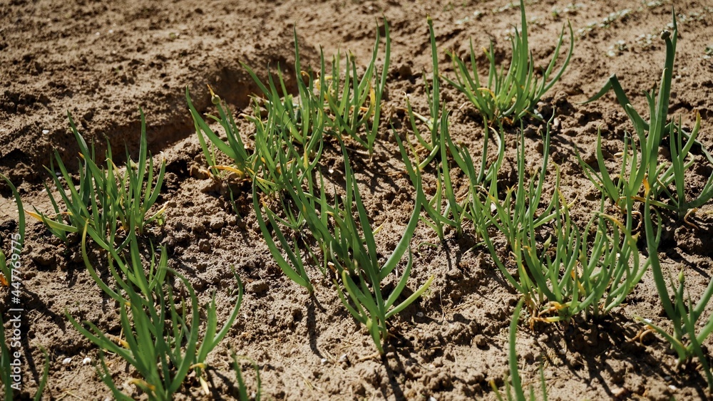 Green onion at farm field. Daylight Green onion at farm field. Daylight
