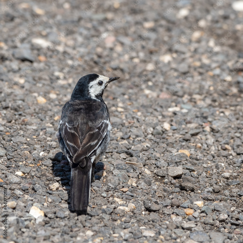 Naklejka premium Pied Wagtail Walking on the Ground