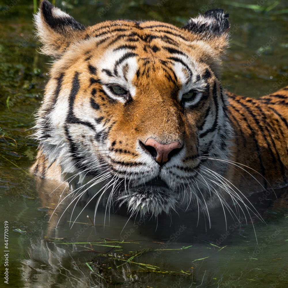 Naklejka premium Bengal Tiger Swimming in Water