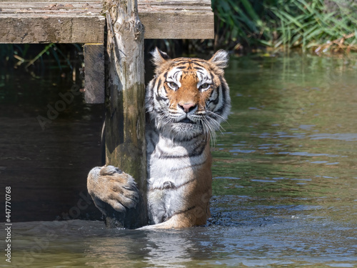 Fotografi Bengal Tiger Playing in Water