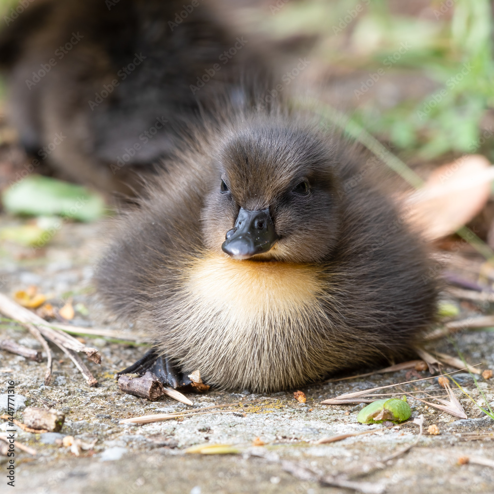 Cute Little Duckling Resting on the Ground Cute Little Duckling Resting on the Ground