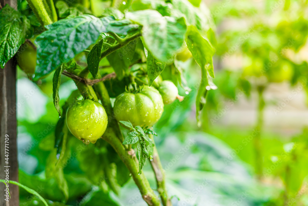 Green unripe tomatoes hang on a bush after watering in drops of water Green unripe tomatoes hang on a bush after watering in drops of water