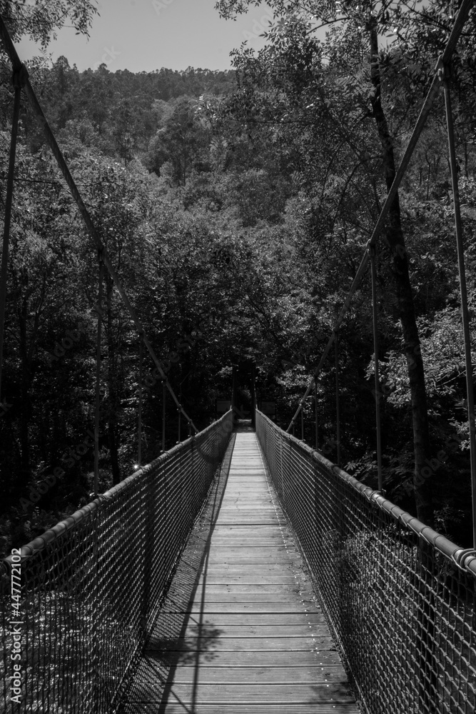 Puente colgante en blanco y negro con árboles