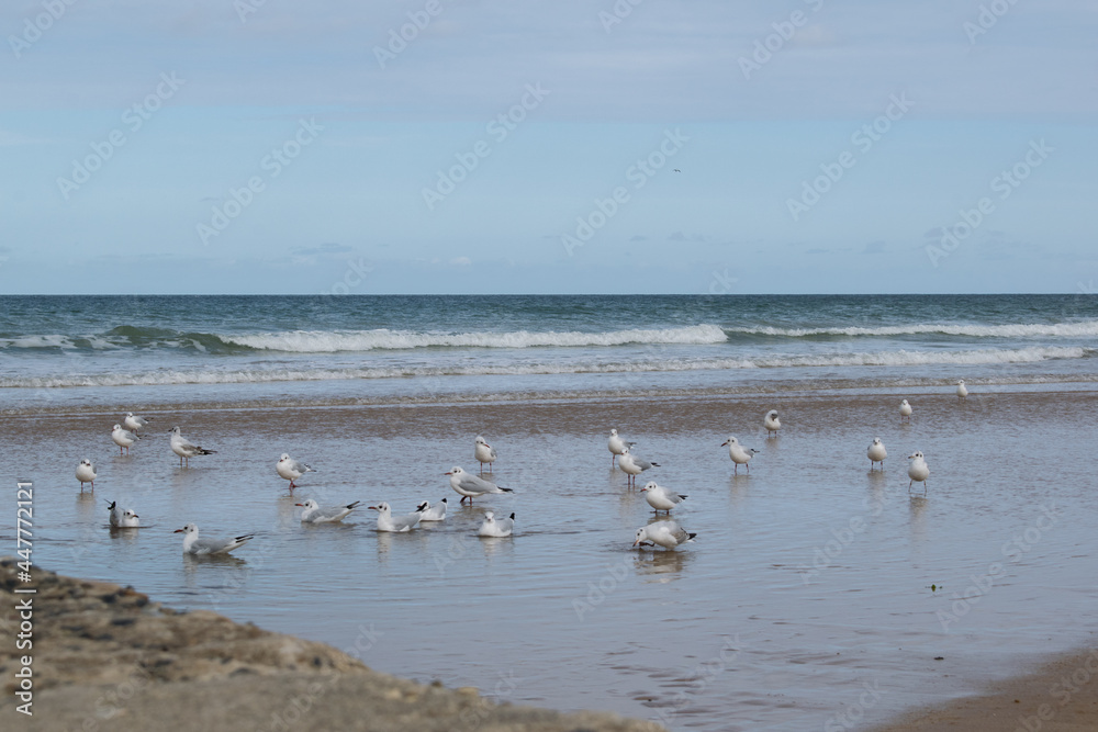 El mar y sus habitantes