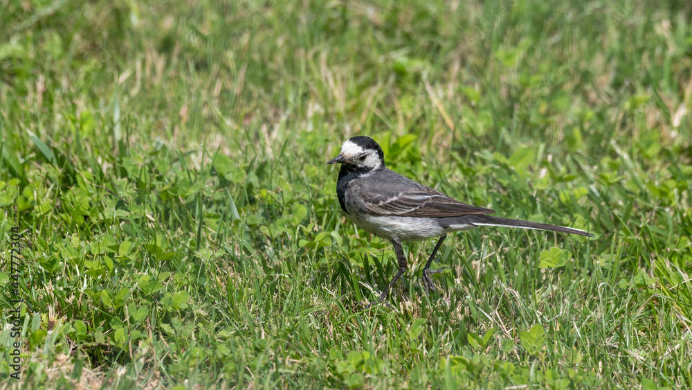 Pied Wagtail Walking on the Ground Pied Wagtail Walking on the Ground