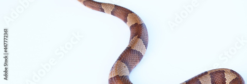 Venomous Copperhead snake isolated on white background.